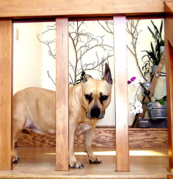 Honey Pit Bull, on the job