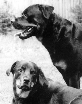 Alex and Chief.