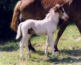 Andrew Mine-Shaft Pony