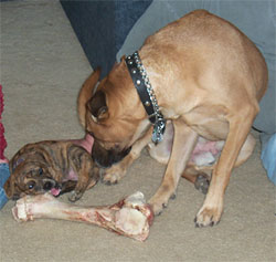 Angel & Bear
