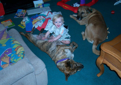 Vicious Killer Pit Bull ... RIGHT!