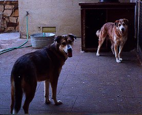 Bear and Cheyenne