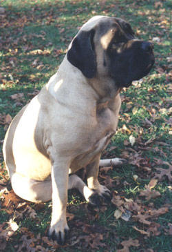Belphoebe