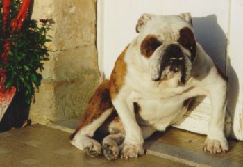 Bob Bulldog