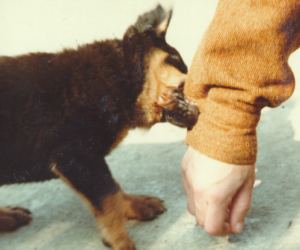 Bruiser