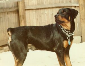 Bruiser