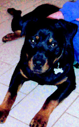 Buddy