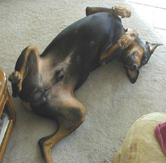Buster the Doberman