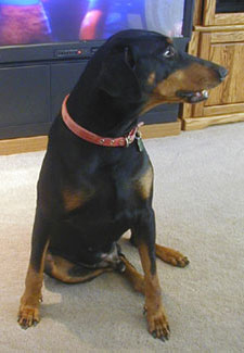 Buster the Doberman