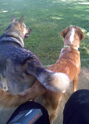 A tale of two pals