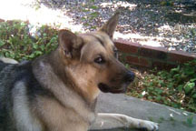 One handsome Bear