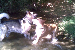River fight!