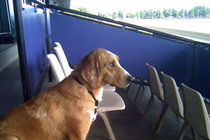 Sandy likes to watch races