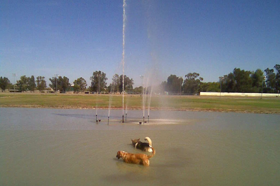 A couple pals at the Cal Expo racetrack infield lake