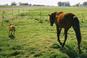 Sandy being chased by Sweetie (Without Fail)