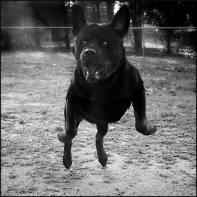 Chief learning to fly.