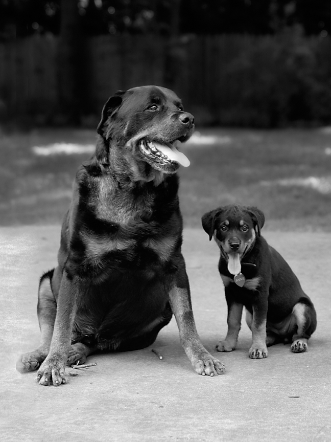 Chief and Annie