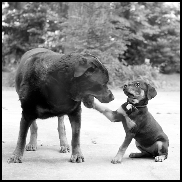 Chief and Annie