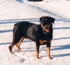 Cleo