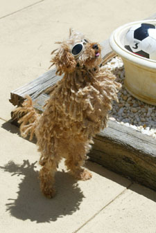 Tireless with the soccer ball.