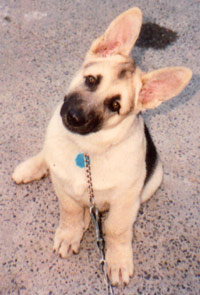 Cody at 3 months