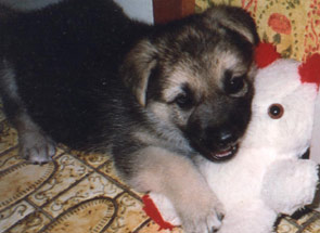 Cody at 5 weeks