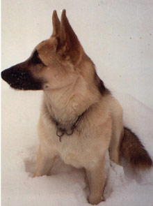 Cody at 6 months
