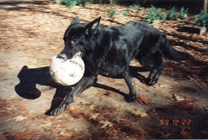 Cooter Black