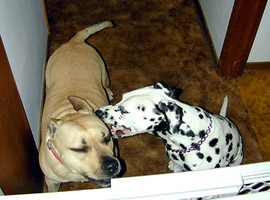 Daisy Mae and Honey share a secret Daisy Mae and Honey share a secret