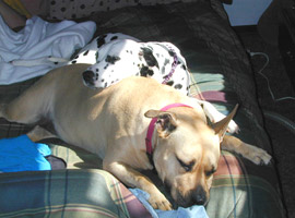 Daisy Mae and Honey at rest Daisy Mae and Honey at rest