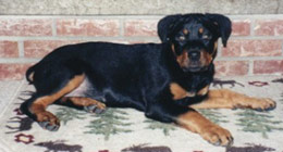 Dax