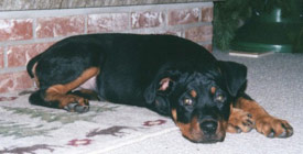 Dax