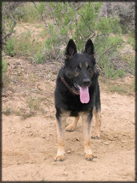 K-9 Gero