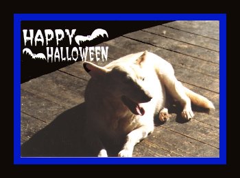 Happy Halloween from Ghost!