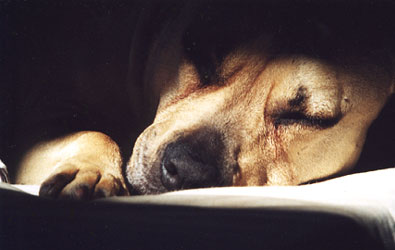 Honey Pit Bull, sweet dreams ...