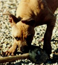 Honey Pitbull and her chew toy, a real sledge hammer!