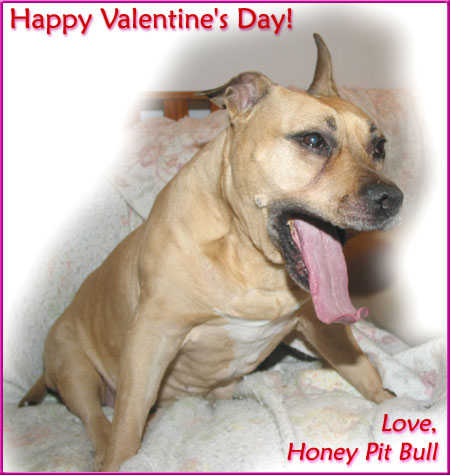 Happy Valentine's Day! Love, Honey Pit Bull