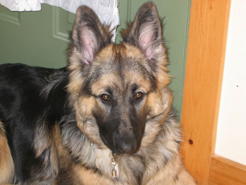 Ilsa Sabrina Guarding the Door