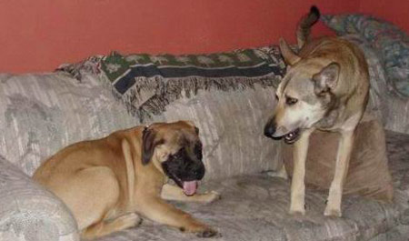 India and Boris