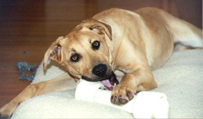 Jake the Dog and his bone