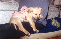 Jake the Puppy