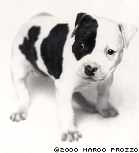 Jax as a puppy