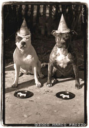 Jax and Chilla, celebrating Jax's third birthday