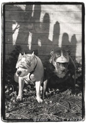 Jax is seen here with my other Amstaff, 'Chilla' (Avalon's Chinchilla) in their cat disguises