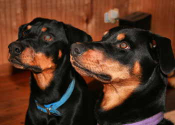 JD and Harley