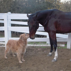 Joanne's Fancy and Cori