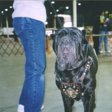 Juno - Best in Show!