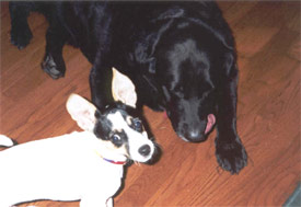 Lucy and Misty