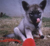 Fenris