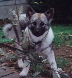 Fenris